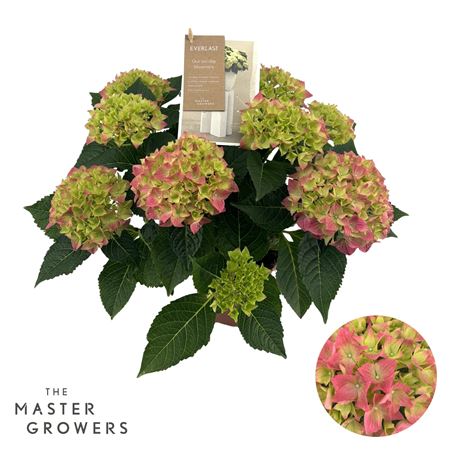 Hydrangea Ma Hi Ocean Pink 9+
