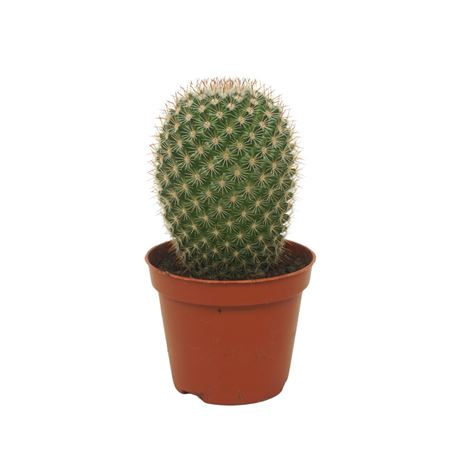 Mammillaria Pilcayensis Single