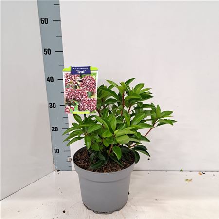 Kalmia Lat Tad