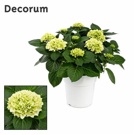 Hydrangea Ma White 7+ Ton Sur Ton (decorum)
