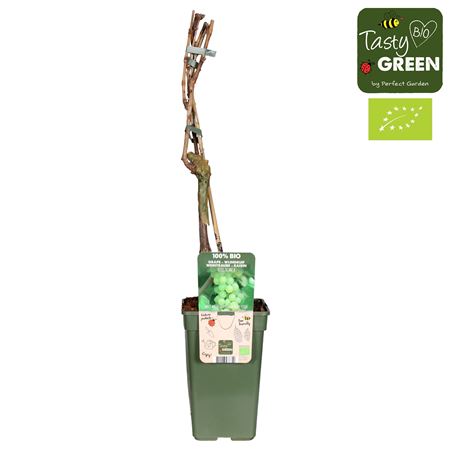 Vitis Vin Bianca Bio