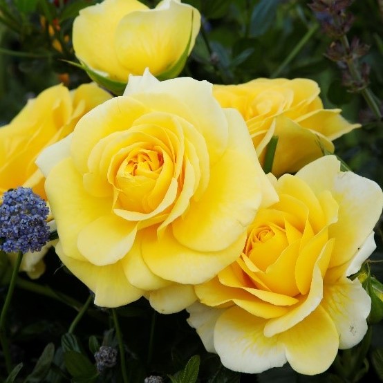 Роза флорибунда Санмэид штамб 80