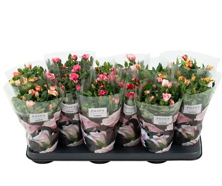 Rosa Mix Special