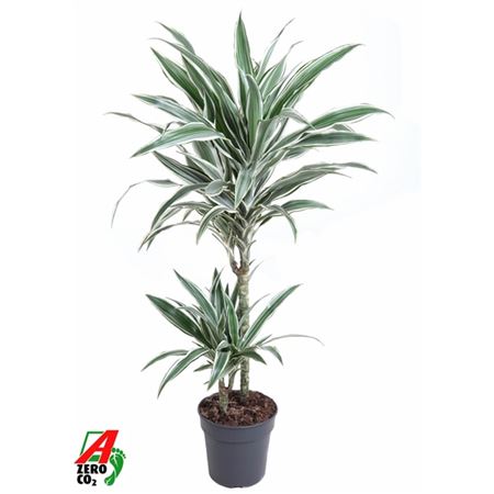 Drac White Stripe 45-15