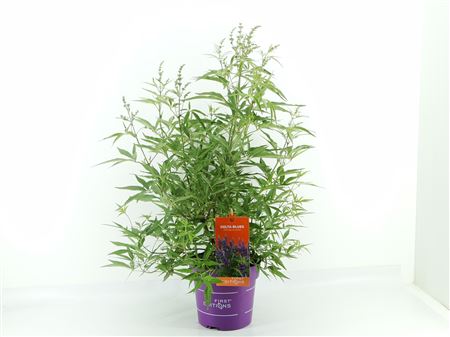 Vitex Agn Delta Blues