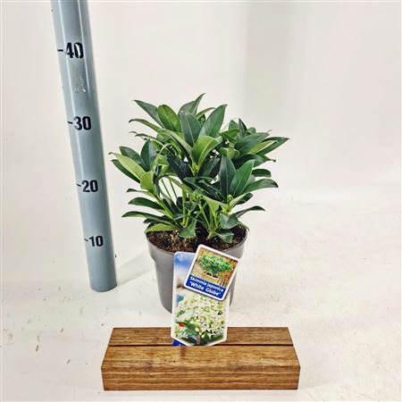 Skimmia Jap White Globe