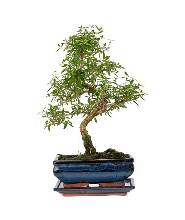 Bonsai Serissa Phoetida S-shape With Drip T