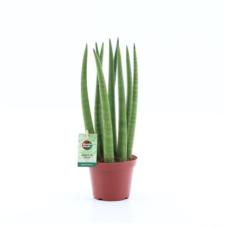 Sansevieria Cylindrica Straight 14 Leaf Ø10,5cm