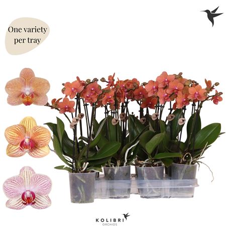 Phal 2st Kolibri Orchids Orange Mix 22+ (ok)