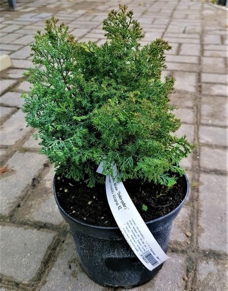 Кипарисовик туполистный Чабо Ядори