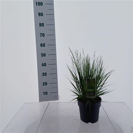 Molinia Caerulea Edith Dudszus