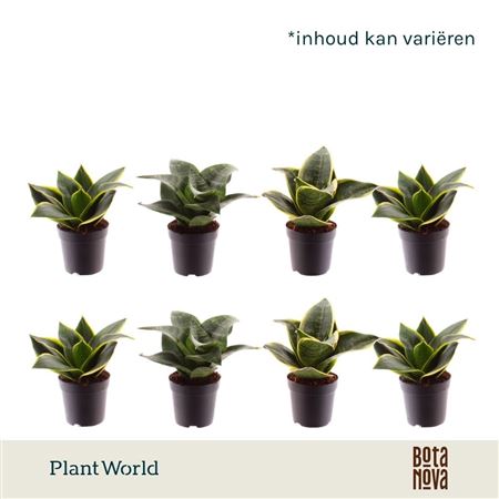 Sansevieria Mix Dwarf (decorum)
