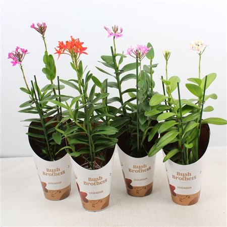 Epidendrum 2st Mix