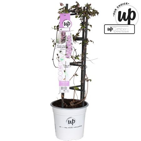 Clematis Montana Fincent