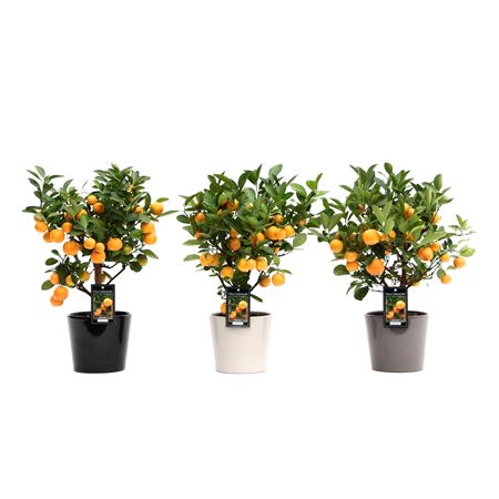Citrus Calamondin In Ceramic Mix Roma