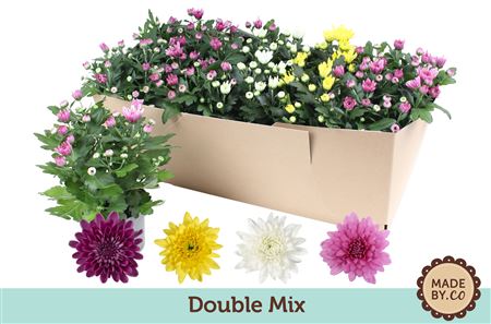 Chrys Double Mix In Sv.box