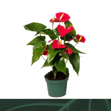 Anth An Aristo 5+ (amazone)