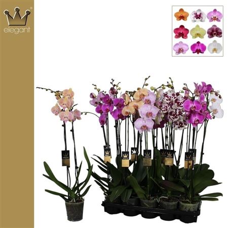 Phal 2st Mix Royal Collection 18+ (bernhard)