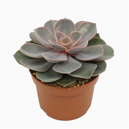 Echeveria Pearl Van Neurenberg