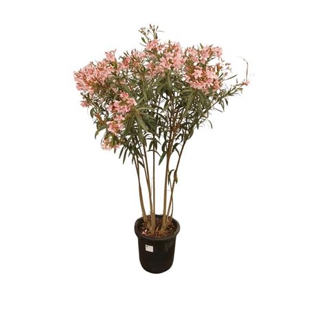 Nerium Oleander Pink Bush