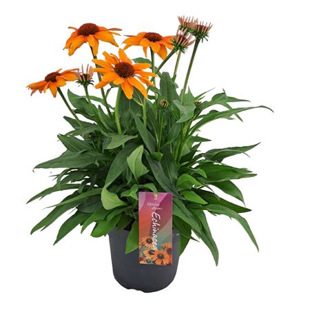 Echinacea Sunseekers Mineola