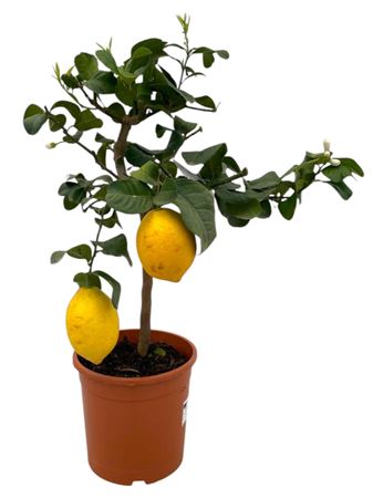 Citrus Lemon On Stem 2+