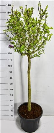 Magnolia Susan On Stem