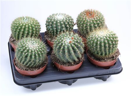 Notocactus Roseoluteus