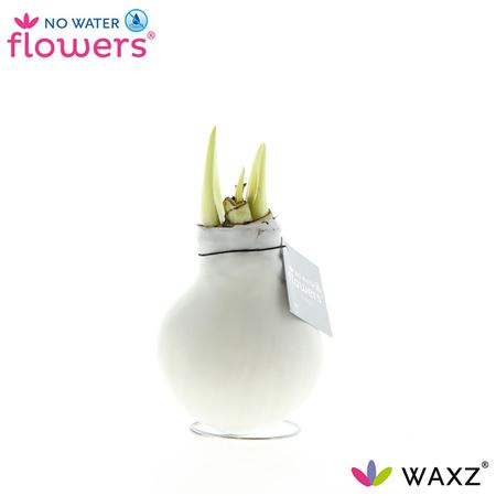Hipp Wax White