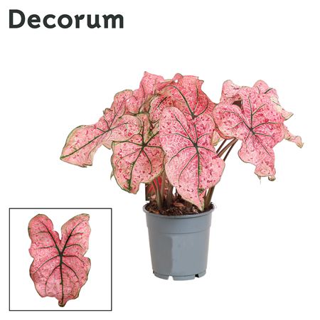 Caladium Pink (decorum)