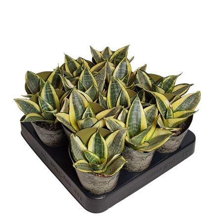 Sansevieria Tri Golden Hahnii Potcover