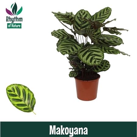 Calathea Makoyana (rhythm Of Nature)