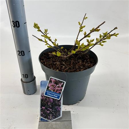 Lagerstroemia Choco Pink
