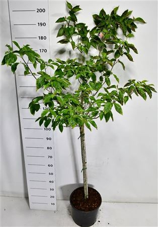 Cornus Florida Rubra