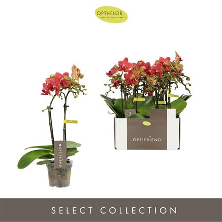 Phal 2st Rosa 10+ (opti)