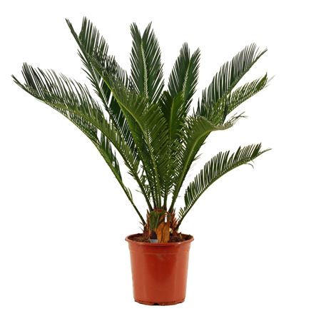 Cycas Revoluta 14+ Veren