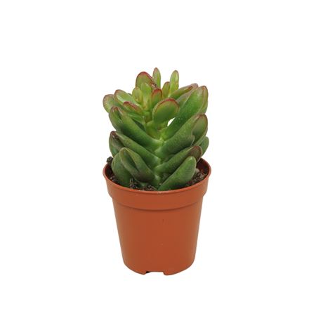 Crassula Gandalf 10,5 Cm