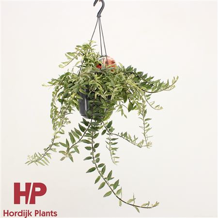 Aeschynanthus Bolero Bicolore Hanging Pot