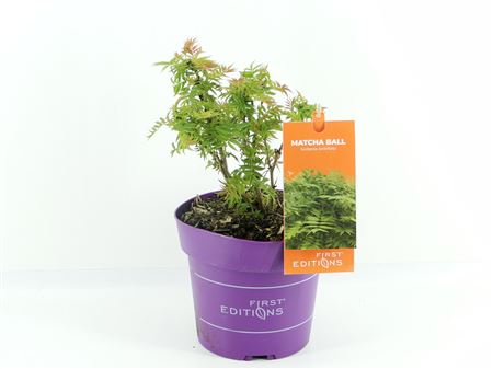 Sorbaria Sorb Matcha Ball