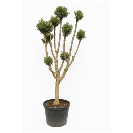 Olea Europaea Pon Pon