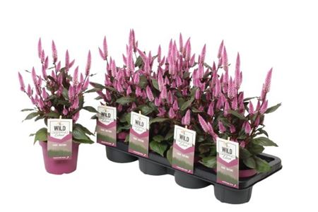 Celosia Wild Pink