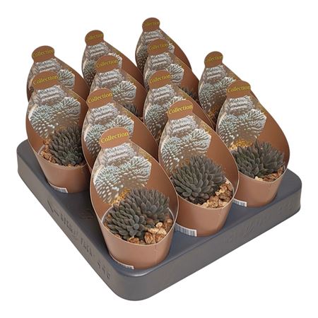 Sinocrassula Yunnanensis Potcover Pot Ø 6,5 With P