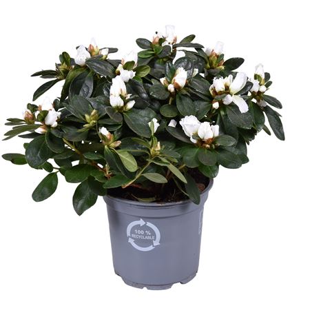 Azalea White (open)