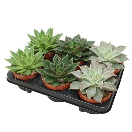 Echeveria Mix 12 Cm