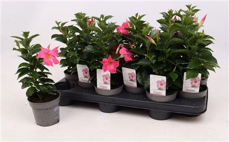 Dipladenia Rio Pink