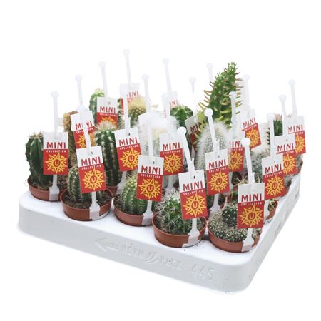Cactus Mix Picker + Tiket
