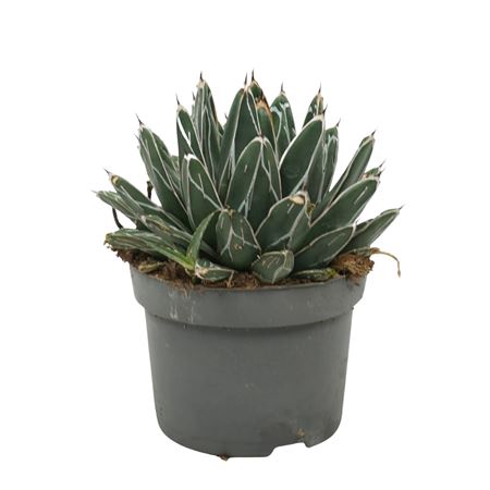 Agave Victoria