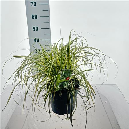 Carex 'moon Falls' ('et Crx 904'pbr)