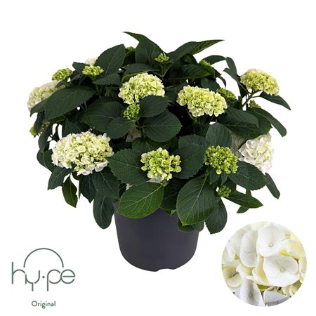 Hydrangea Ma Mophead White 15+ (hy-pe)