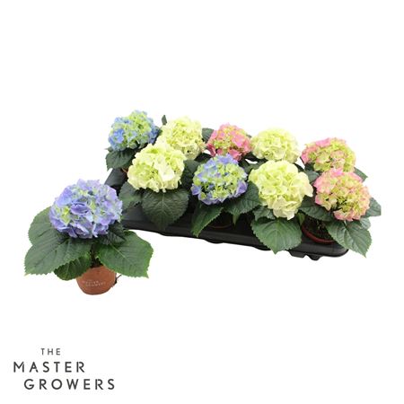 Hydrangea Ma Mix 1pp